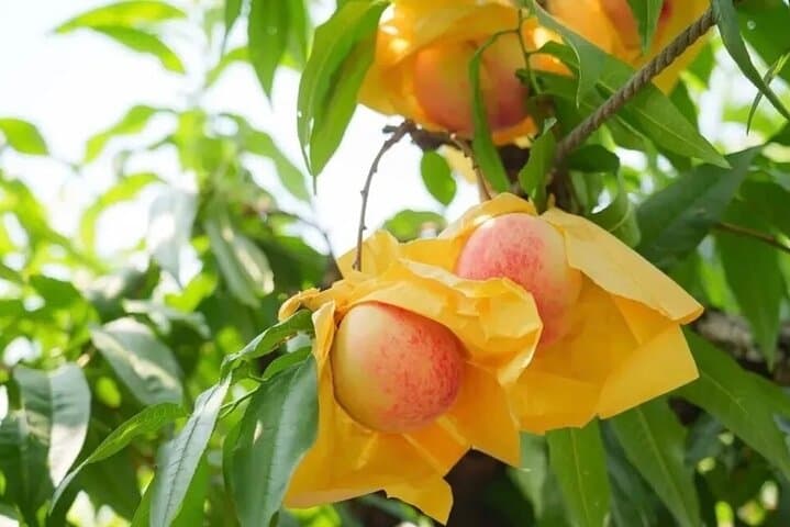 Shanghai Farm-to-Table: Seasonal Fruit Picking & Countryside Tasting photo 2