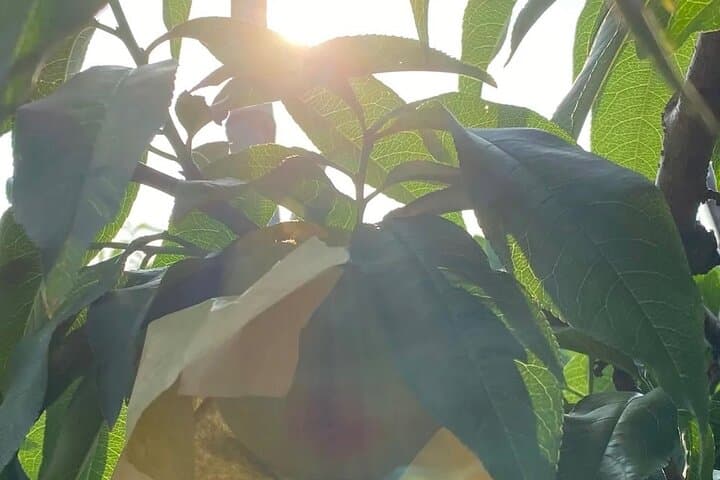 Shanghai Farm-to-Table: Seasonal Fruit Picking & Countryside Tasting photo 5