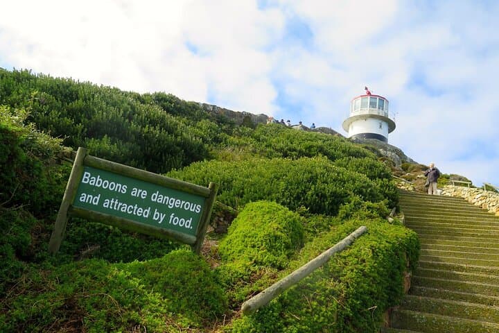 Table Mountain, Boulders Beach & Cape of Good Hope Private Tour — Cape Peninsula Highlights photo 6
