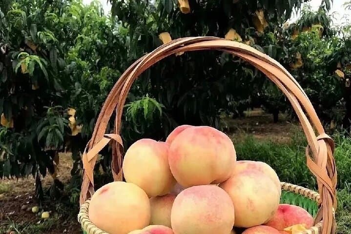 Shanghai Farm-to-Table: Seasonal Fruit Picking & Countryside Tasting