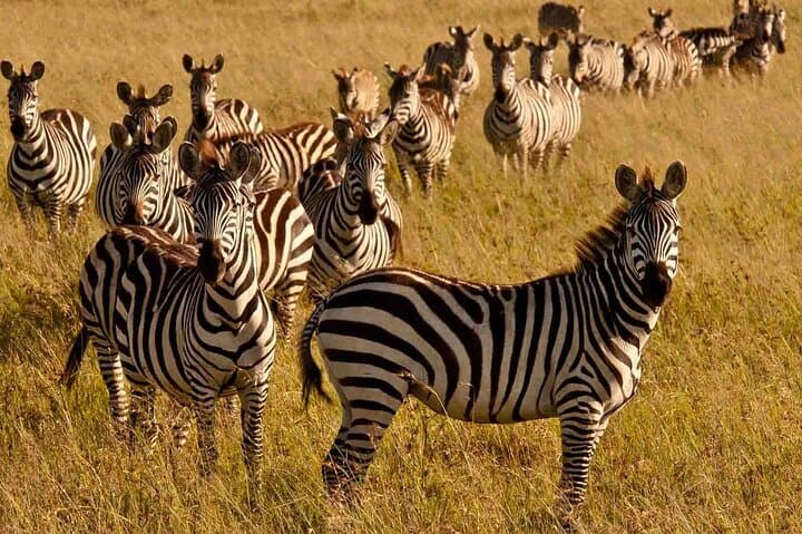 Overnight Safari to Shimba Hills: Game Drives, Sheldrick Falls & Sable Antelope photo 2
