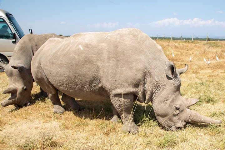 3-Day Ol Pejeta Safari from Nairobi — Big Five, Chimps & Rhinos
