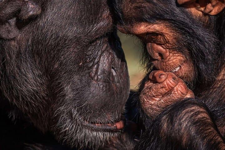 3-Day Ol Pejeta Safari from Nairobi — Big Five, Chimps & Rhinos photo 2