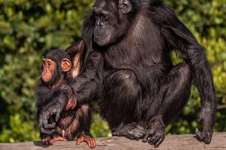 3-Day Ol Pejeta Safari from Nairobi — Big Five, Chimps & Rhinos photo 3