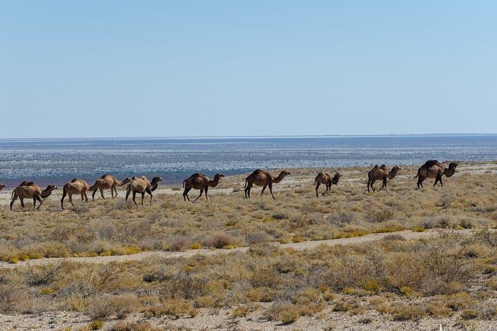 Khiva to the Aral Sea: Overnight Yurt Adventure on the Ustyurt Plateau photo 5