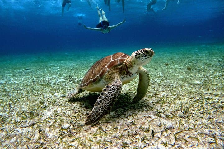 Cozumel Turtle Sanctuary Catamaran: 4-Hour Snorkel to El Cielo & Cielito photo 3