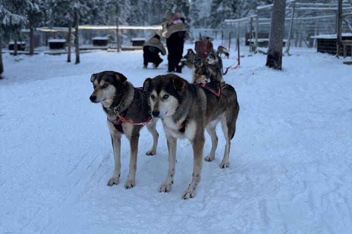 3-Day Lapland Aurora Adventure: Huskies, Reindeer & Snowmobile in Rovaniemi photo 5