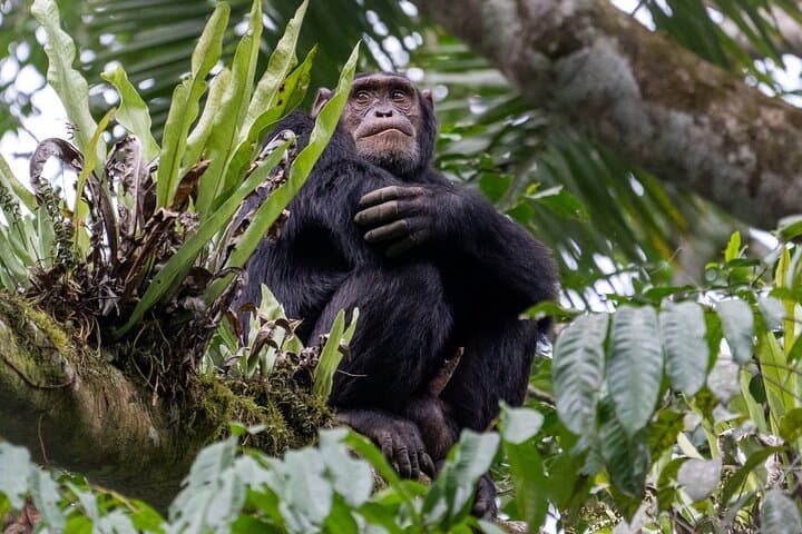 4-Day Rwanda Gorilla Trek, Chimp Tracking & Lake Kivu Escape