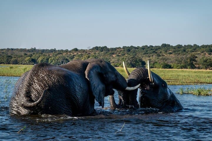 Chobe River Cruise: Kasane Boat Safari for Elephants and Birds