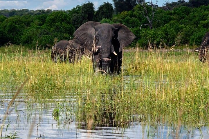 Chobe River Cruise: Kasane Boat Safari for Elephants and Birds photo 3