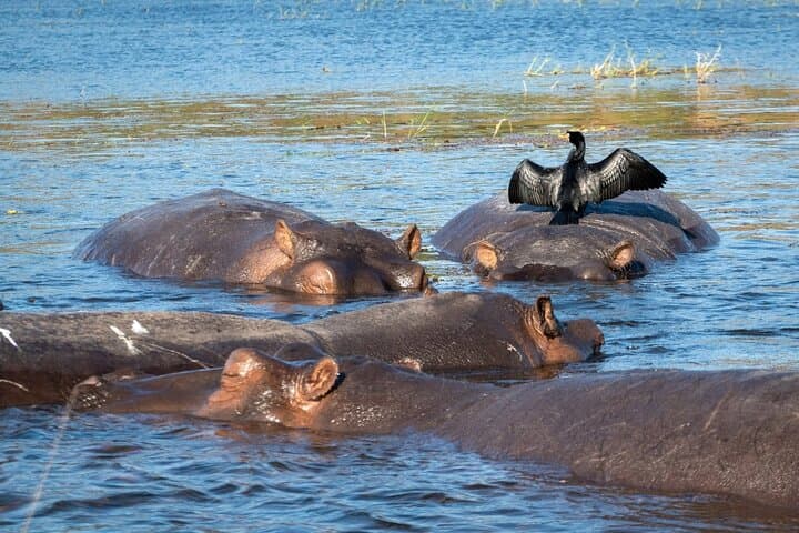 Chobe River Cruise: Kasane Boat Safari for Elephants and Birds photo 5