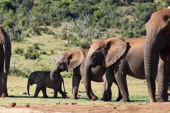 9-Day Cape Coastal & Garden Route Adventure — Cape Town to Addo photo 2