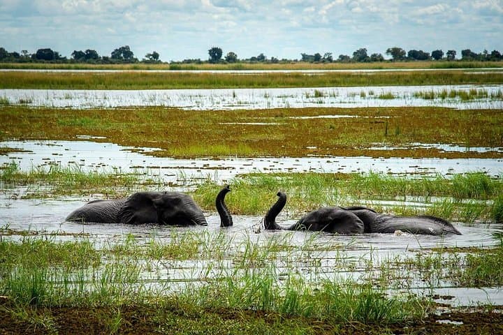 Chobe National Park: 1-Day Safari — Game Drive & Chobe River Cruise photo 1