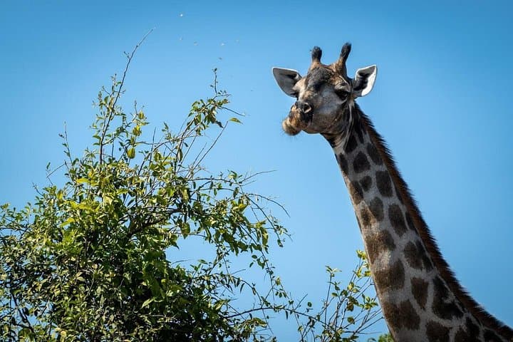 Chobe National Park: 1-Day Safari — Game Drive & Chobe River Cruise photo 3