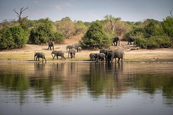 Chobe National Park: 1-Day Safari — Game Drive & Chobe River Cruise photo 4