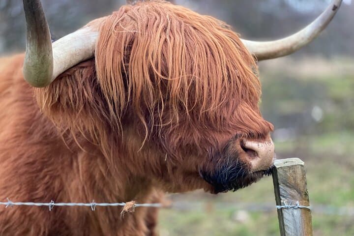 Glenfiddich Distillery Explorer: Speyside Whisky Tour with Tasting & River Spey Views photo 2