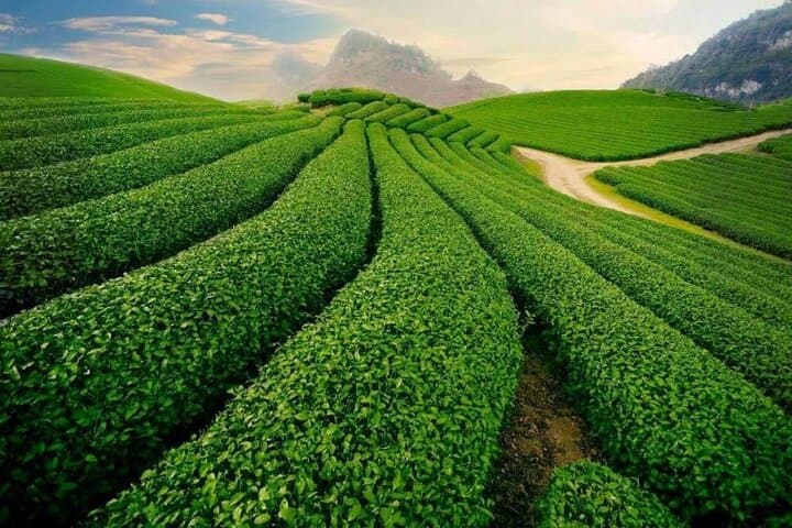 Da Lat Sunrise Cloud Hunting: Cau Dat Tea Hills & Strawberry Farms photo 4
