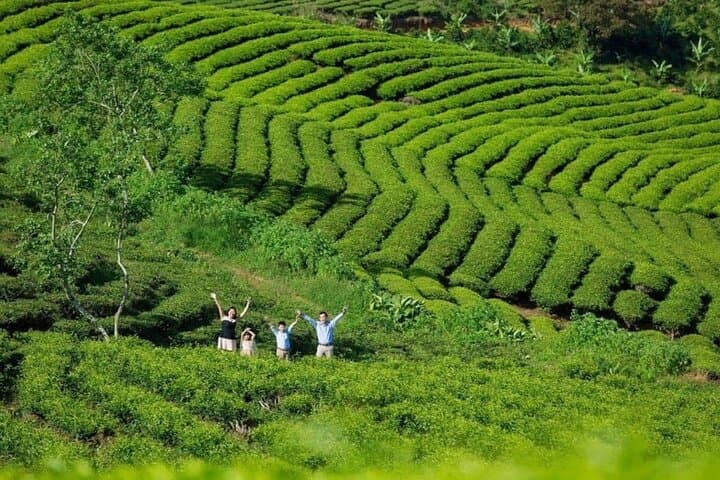 Da Lat Sunrise Cloud Hunting: Cau Dat Tea Hills & Strawberry Farms photo 5