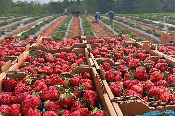 Da Lat Sunrise Cloud Hunting: Cau Dat Tea Hills & Strawberry Farms photo 6