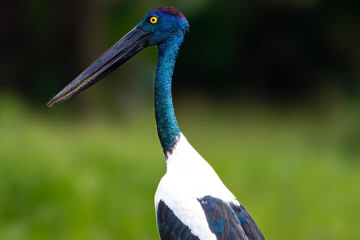 Wetlands to Waves Bird Photography Workshop in South Australia’s Scenic Wildlife Havens photo 6