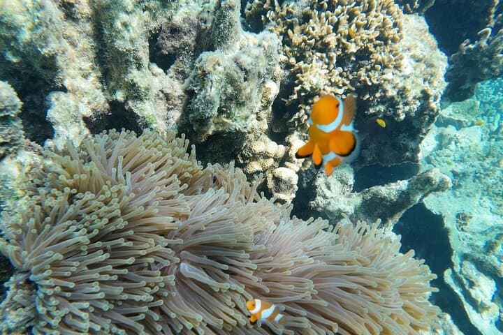 Mantanani Island Snorkeling Day Trip from Kota Kinabalu — Snorkel, Seafood & Mirror of the Sky