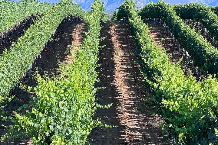 Private Temecula Wine Tour from Murrieta — Oak Mountain Wine Cave & Callaway Tasting photo 5