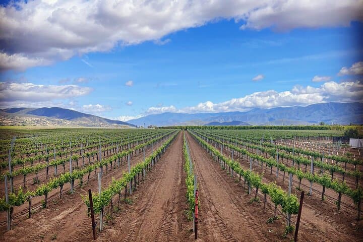 Private Temecula Wine Tour from Murrieta — Oak Mountain Wine Cave & Callaway Tasting photo 6