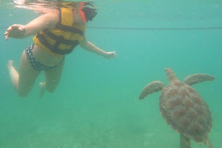 Snorkel with Sea Turtles in Akumal Bay: Guided 1-Hour Turtle Encounter