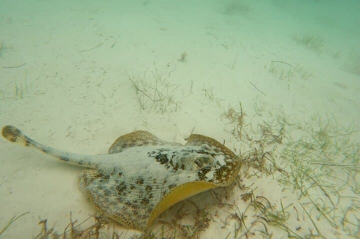 Snorkel with Sea Turtles in Akumal Bay: Guided 1-Hour Turtle Encounter photo 3