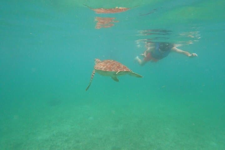 Snorkel with Sea Turtles in Akumal Bay: Guided 1-Hour Turtle Encounter photo 4