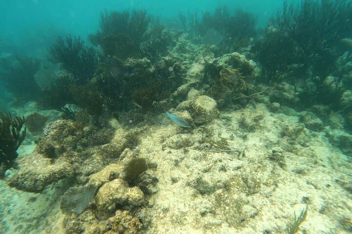 Snorkel with Sea Turtles in Akumal Bay: Guided 1-Hour Turtle Encounter photo 5