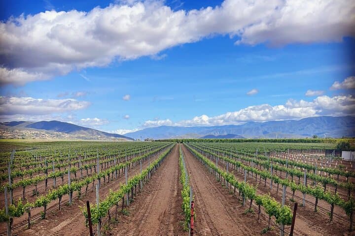 Private Temecula Wine Tour from Pacific Beach — Full-Day Temecula Valley Tastings photo 4