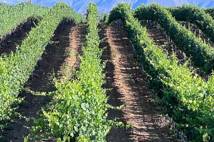 Private Temecula Wine Tour from Canyon Lake — A Curated Day in Temecula Valley photo 4