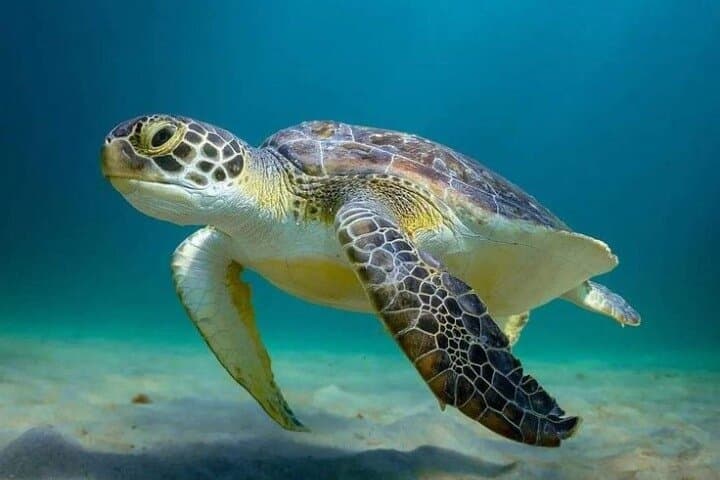 Tulum & Akumal Day Trip: Swim with Sea Turtles, Cenote Dip and Tulum Ruins photo 1