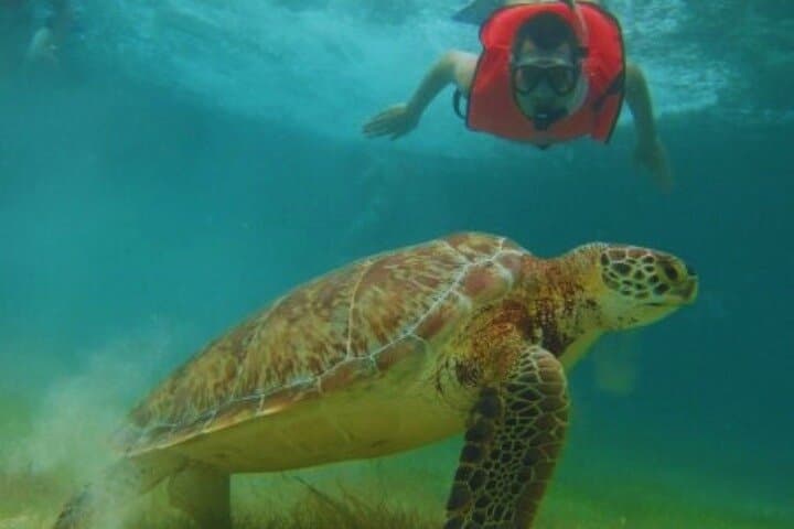Tulum & Akumal Day Trip: Swim with Sea Turtles, Cenote Dip and Tulum Ruins photo 2