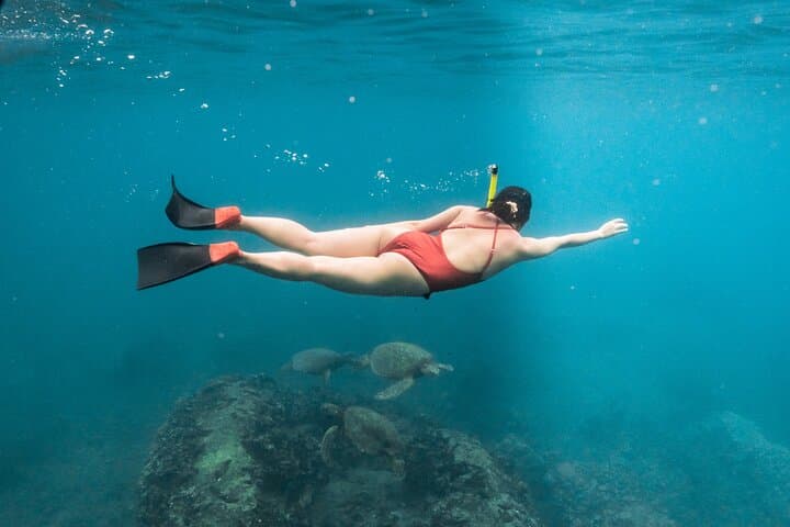 Oahu Wild Dolphin Swim & Turtle Snorkel Safari from Waianae Harbor photo 3