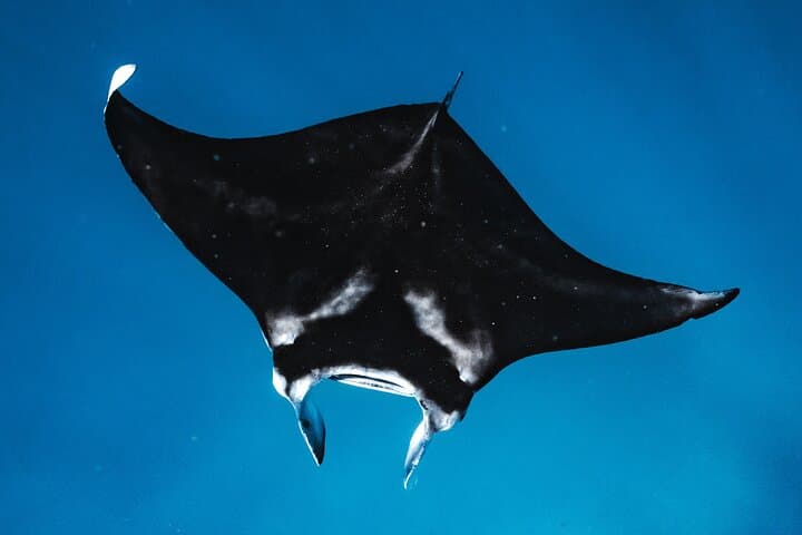 Oahu Wild Dolphin Swim & Turtle Snorkel Safari from Waianae Harbor photo 4
