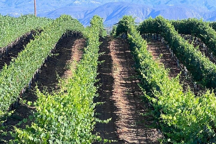 Private Temecula Wine Tour from Pacific Beach — Full-Day Temecula Valley Tastings photo 3