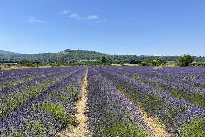 valensole-lavenders-and-gorges-du-verdon-private-day-tour-from-marseille photo 2