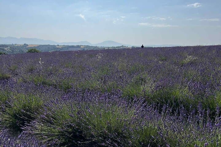 valensole-lavenders-and-gorges-du-verdon-private-day-tour-from-marseille photo 6