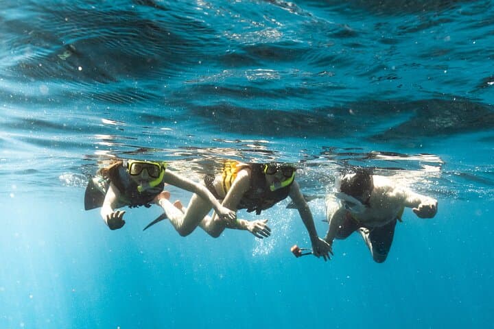 Oahu Wild Dolphin Swim & Turtle Snorkel Safari from Waianae Harbor photo 5