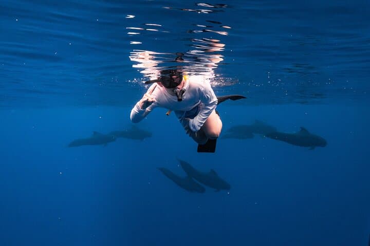 Oahu Wild Dolphin Swim & Turtle Snorkel Safari from Waianae Harbor