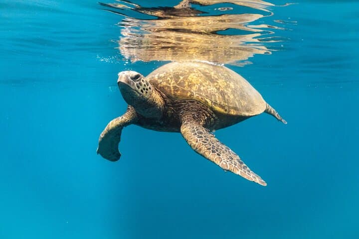 Oahu Wild Dolphin Swim & Turtle Snorkel Safari from Waianae Harbor photo 6