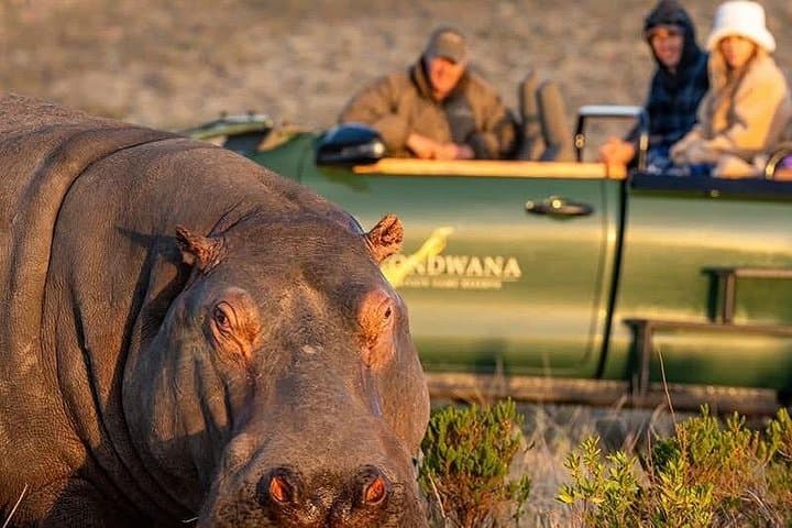 Big Five in 48 Hours: Luxury 2-Day Safari to Gondwana from Cape Town