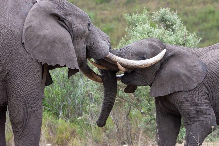 Big Five in 48 Hours: Luxury 2-Day Safari to Gondwana from Cape Town photo 2