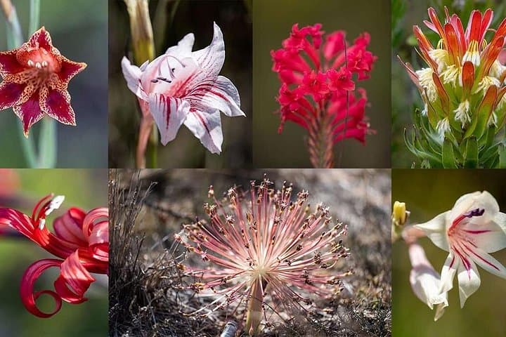 Big Five in 48 Hours: Luxury 2-Day Safari to Gondwana from Cape Town photo 4
