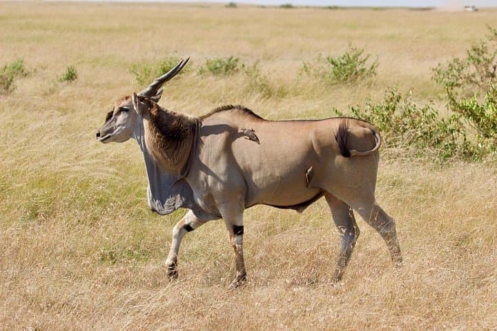7-Day Kenya Safari: Maasai Mara, Nakuru, Naivasha, Hells Gate & Amboseli photo 3