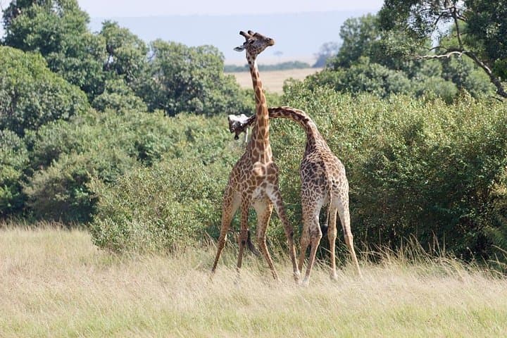 7-Day Kenya Safari: Maasai Mara, Nakuru, Naivasha, Hells Gate & Amboseli photo 4