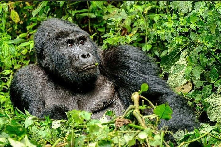 2-Day Chimpanzee Tracking in Kibale National Park — Kanyanchu Trek & Bigodi Wetland photo 3