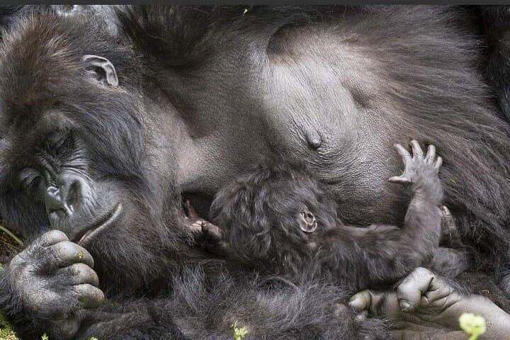 2-Day Chimpanzee Tracking in Kibale National Park — Kanyanchu Trek & Bigodi Wetland photo 4